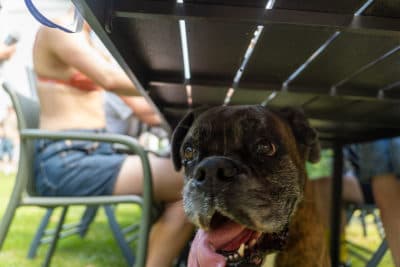 Hund
